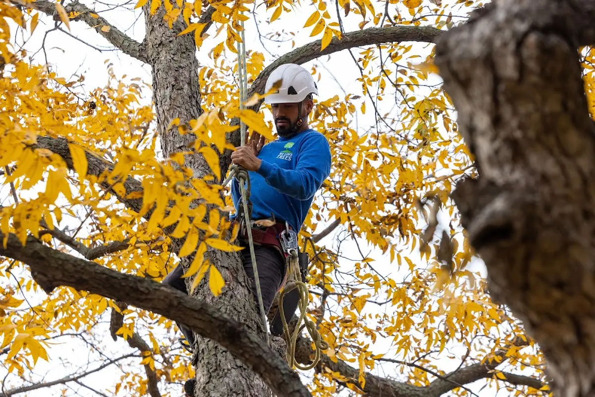 Skilled Tree Planing crew working in Luzerne